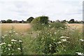 Cereal crop off Kingston Lane