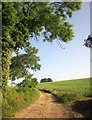 Towards Ugford Clump