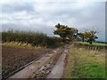 Muddy Byway near Barton Blount