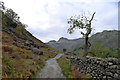 NY3006 : The Cumbria Way in Great Langdale by Tim Heaton