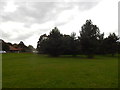 Trees at the edge of Gippeswyk Park