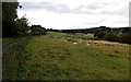 SK4003 : Sheep grazing in a Market Bosworth field by Jaggery