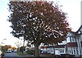 Tree on Priory Way, North Harrow