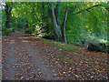 Footpath in Big High Grove woods