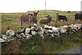 L6243 : Donkeys and cattle - Ballyconneely Townland by Mac McCarron