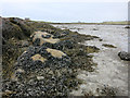 NF8147 : Mussels, Ard-an-eoin by Hugh Venables