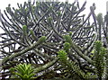 Monkey Puzzle branches