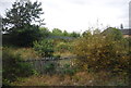 Vegetation by the railway, Deighton