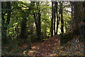 Public footpath, War Cleave Wood