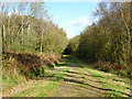 Main entrance track, Reeves Wood