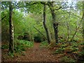 Bridleway to Broxmead Lane