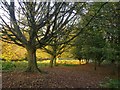 Hornbeams on the lower slopes of Broomfield Hill, late October