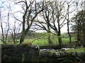 Looking from the A891 towards Dunglass