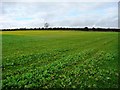 Yellow and green field at Pasture House