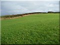 Farmland between Pasture House and Hindrigg