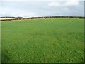 Field with issues, between Pasture House and Hindrigg