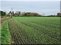 Crop field off Greenhalgh Lane