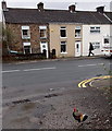 Free range chicken in Maesteg