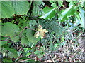 Hazelnuts in the hedgerow on Mill Road