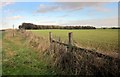 Towards Stow Road Plantation