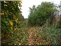 Autumn leaves on the bridleway near Barton Hill Farm