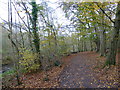 Autumn scene in Dibbinsdale