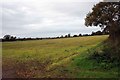 Field, Spennells, Kidderminster