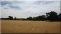 Farmland near Cromwell