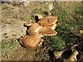 Scaly Polypore