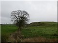 Whinstone outcrop, Bowfield