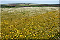 Fields inland from Trevilley