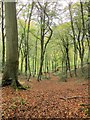 Bridleway, Twinberrow Woods