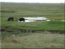 TF3638 : Cattle grazing on saltmarsh in The Wash near Frampton Marsh by Richard Humphrey