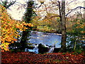 Fallen leaves along the Derg River