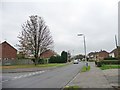 Autumn tree by a 61 metre spot height