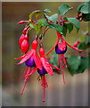 Fuchsia in the November rain