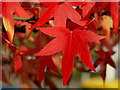 Acer foliage