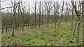 Young woodland, Shutterflat Moor