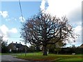 Unusual tree, Chearsley