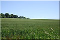 Wheat field