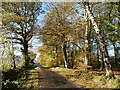 Autumn colours at Corby Lea