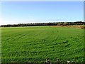 Field near Grange of Cree