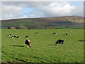 Field with cattle near Carlatton Demesne