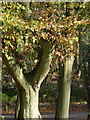 Hornbeams at Rufford Abbey