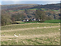 Field with sheep near Castle Carrock