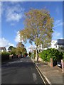 Silver birches in Matford Avenue, Exeter