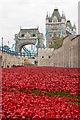 TQ3380 : Tower poppies by Ian Capper