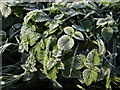 TL5212 : Nettles in the cold, cold ground by Ian Paterson