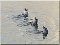 SP9113 : Synchronised Dabbling at Startops Reservoir by Chris Reynolds