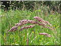 SJ9960 : Midsummer grasses by Stephen Craven